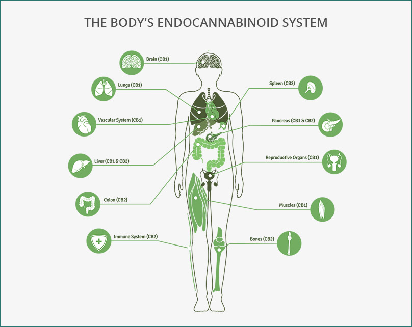 The Endocannabinoid System | Why Does CBD Work on So